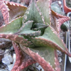 Haworthia tescellata   IB 6406