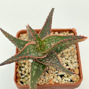 Aloe cv. Christmas Carol - hybr.
