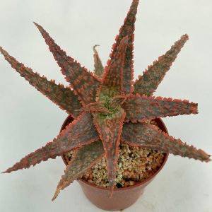 Aloe cv. " Vitro"