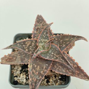 Aloe cv. Christmas Carol - hybr.