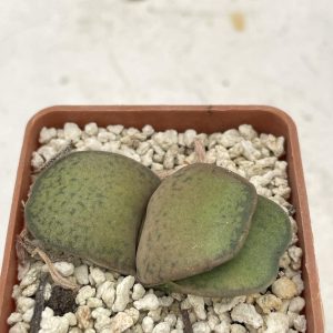 Gasteria brachyphylla var. bayeri «forma nana»