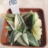 1380 Gasteria gracilis f.variegata