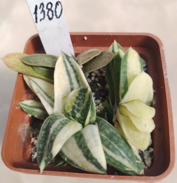 1380 Gasteria gracilis f.variegata