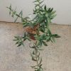 1575 Crassula sarcocaulis