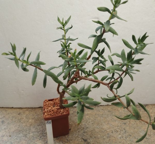 1575 Crassula sarcocaulis__