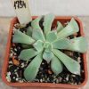 1734 Echeveria strictiflora v. nova