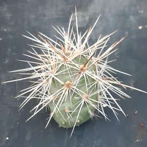 Tephrocactus bruchii DJF465 pale spined type (M.Kiesling MK1511)