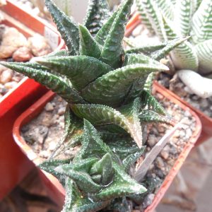 Haworthia limifolia - v. nigra - Kohres -