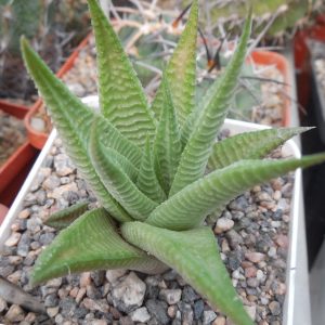 Haworthia limifolia - Golela