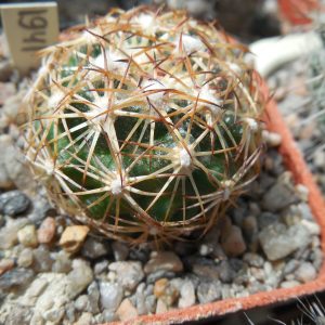 Coryphantha radians SB 679 - Zimapan, H-go, only 12-13 white sp. - MG -