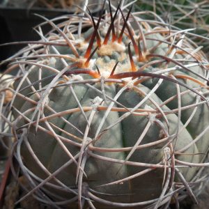 Gymnocalycium mazanense