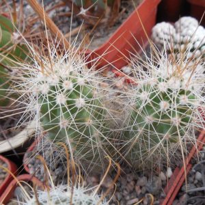 Echinocereus enneacanthus SB 700 - Cuchillo, Coah. - massive spines - MG -