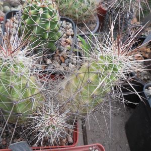 Echinocereus enneacanthus  SB 676 - Presidio Co. -  thick stems, long. sp. - MG -
