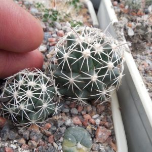 Coryphantha sulcata - Val Verde Co. - MG - ціна за пару