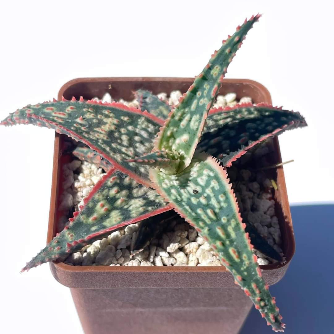 Aloe cv. "Donnie"