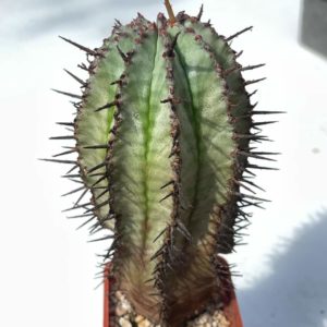 Euphorbia horrida