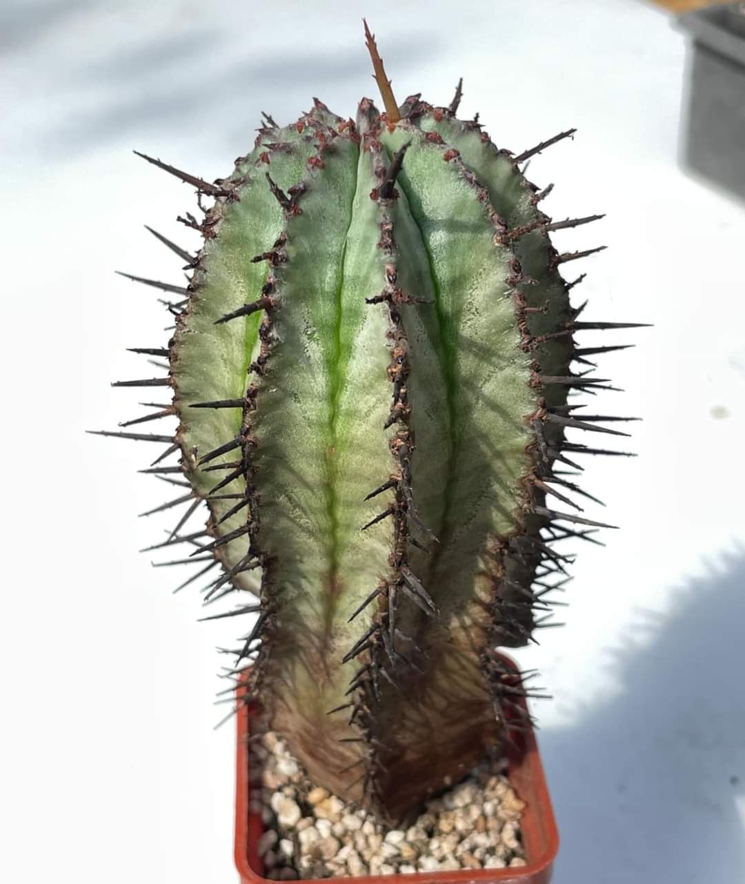 Euphorbia horrida