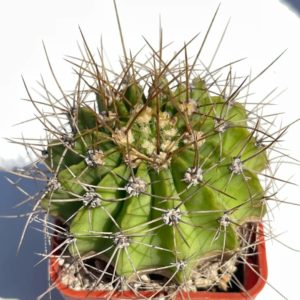 Acanthocalycium violaceum