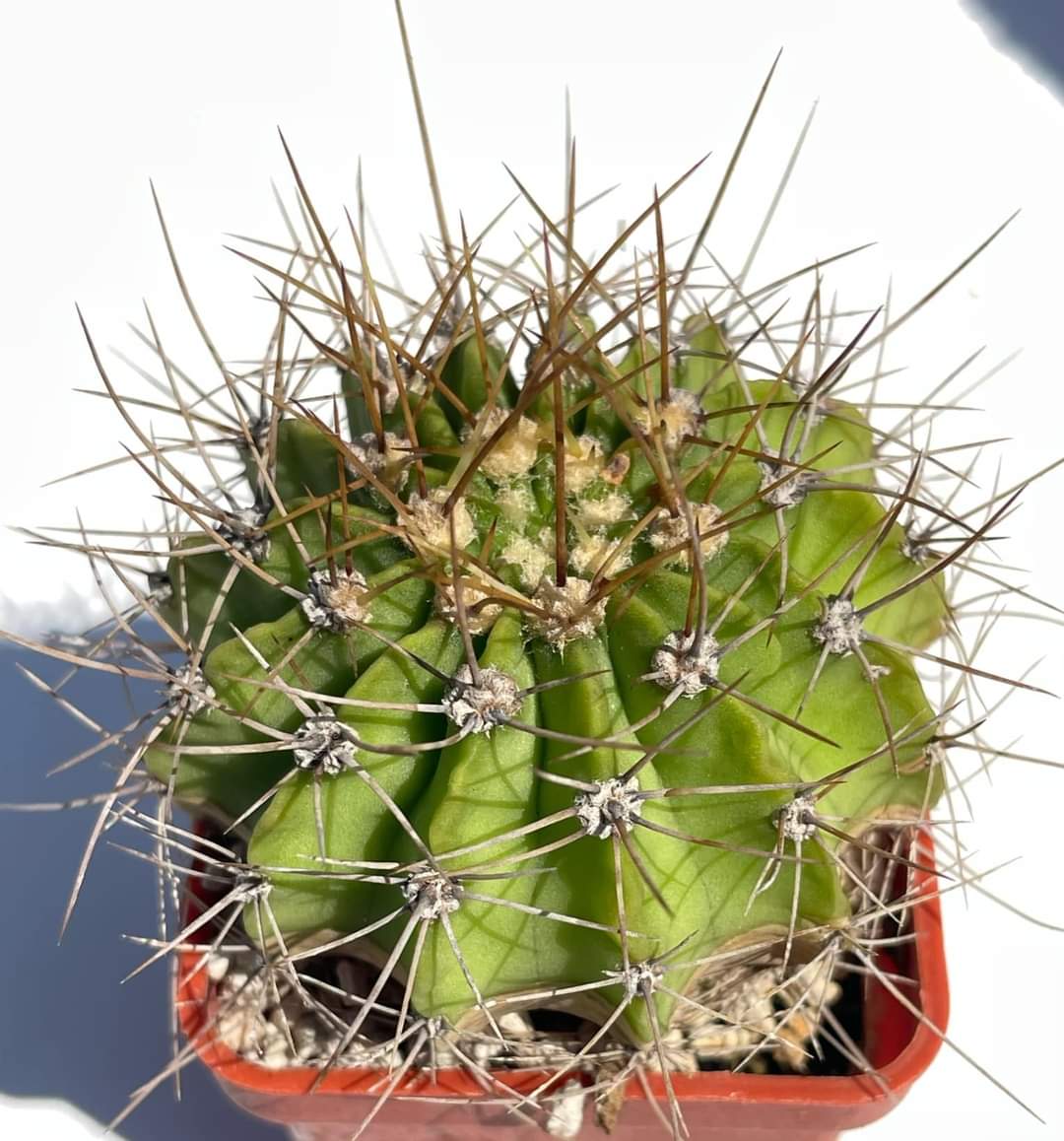 Acanthocalycium violaceum