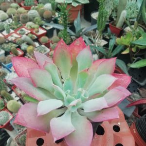 Echeveria cv. "Trumpet pink"