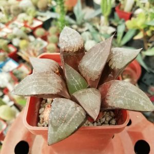 Haworthia comptoniana x bayeri