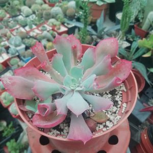 Echeveria cv. "Trumpet pink"