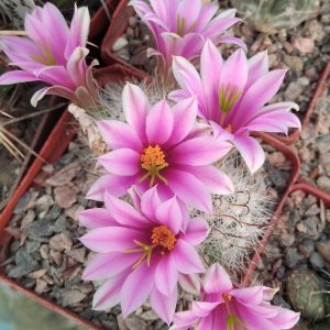 Mammillaria boolii -s