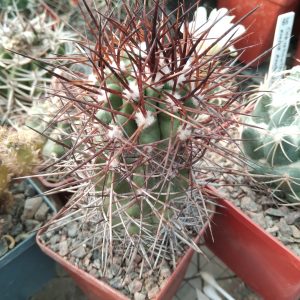 Copiapoa spec.-природник- s