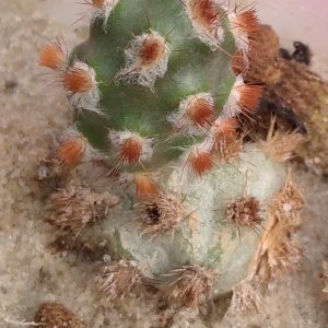 Tephrocactusd  mollinensis 'red spines' -s