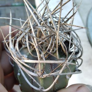 Astrophytum crasispinum cv."Taiho" -s