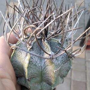 Astrophytum niveum -super spines-
