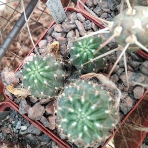 Lobivia wrightiana KK788 -MG- s