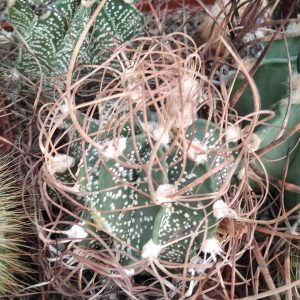 Astrophytum  capricorne  v. minor SB1171
