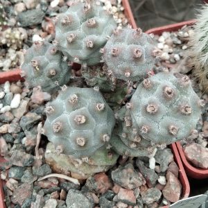 Tephrocactus  art. f. inermis -small form-