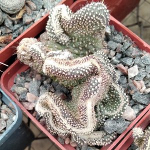 Сylindropuntia pahypus -rare- f. cristata -s
