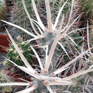 Tephrocactus art. v. papyracanthus -white spines-побеги- s