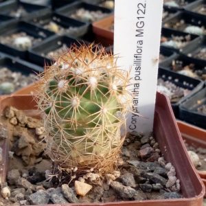 Coryphantha pusilliflora, Sra de la Paila MG 122.2