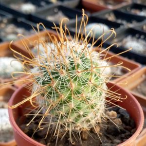 Mammillaria spinosissima