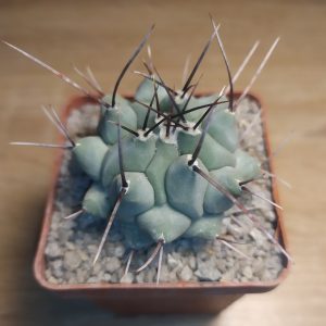 Thelocactus lophothele v. longispinus