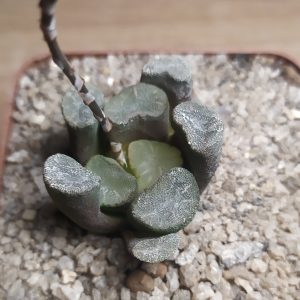 Haworthia maughanii MG 39.08