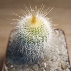 Eriocactus leninghausii