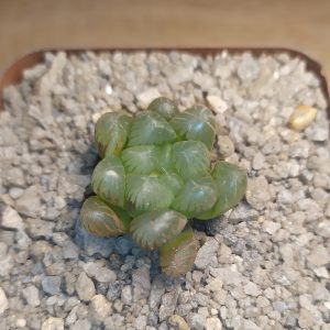 Haworthia cooperi