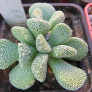 aloinopsis villetii
