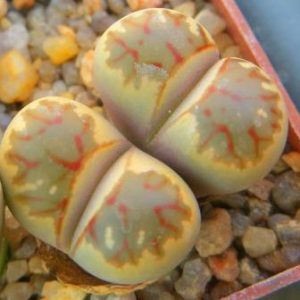 lithops dorotheae