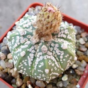astrophytum hybrid