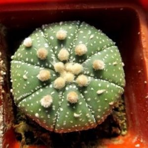 astrophytum ooibo