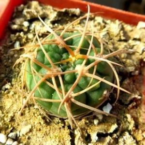 gymnocalycium sutterianum