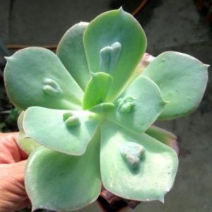 echeveria baron bold
