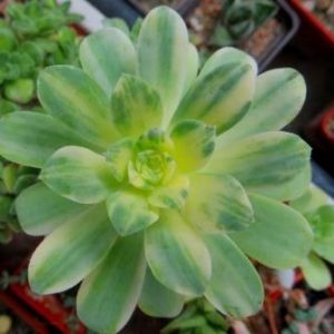 aeonium castello-paivae f. variegata
