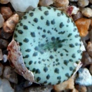conophytum obcordellum
